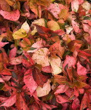 Load image into Gallery viewer, Plants Acalypha wilkesian Peach Whirl quart plant Unbranded Southern Flower Garden