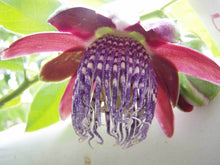 Load image into Gallery viewer, Passiflora quadrangularis Giant Granadilla 10 seeds Southern Flower Garden Southern Flower Garden