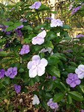 Load image into Gallery viewer, Yesterday Today and Tomorrow or Brunfelsia pauciflora Pint Plant