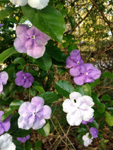 Load image into Gallery viewer, Yesterday Today and Tomorrow or Brunfelsia pauciflora Pint Plant