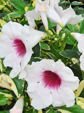 Load image into Gallery viewer,  Variegated Pink Bower Vine or Pandorea jasminoides variegata pint plant**AVAILABLE SPRING 2023** Southern Flower Garden  Southern Flower Garden