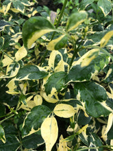 Load image into Gallery viewer,  Variegated Pink Bower Vine or Pandorea jasminoides variegata pint plant**AVAILABLE SPRING 2023** Southern Flower Garden  Southern Flower Garden