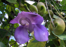 Load image into Gallery viewer, Snail Vine or Vigna phaesolus Pint Plant Southern Flower Garden Southern Flower Garden