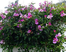 Load image into Gallery viewer, Plants Royal Trumpet Vine or Distictis Rivers, Bignonia Riversi Pint Plant Southern Flower Garden Southern Flower Garden