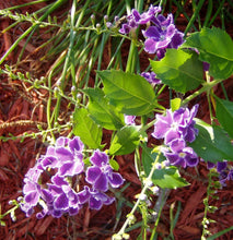 Load image into Gallery viewer, Duranta erecta Blue Pint Plant**AVAILABLE SPRING 2023** Southern Flower Garden Southern Flower Garden