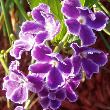 Load image into Gallery viewer, Duranta erecta Blue Pint Plant**AVAILABLE SPRING 2023** Southern Flower Garden Southern Flower Garden