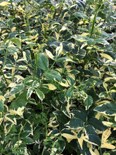 Load image into Gallery viewer,  Variegated Pink Bower Vine or Pandorea jasminoides variegata pint plant**AVAILABLE SPRING 2023** Southern Flower Garden  Southern Flower Garden