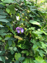 Load image into Gallery viewer, Snail Vine or Vigna phaesolus Pint Plant Southern Flower Garden Southern Flower Garden