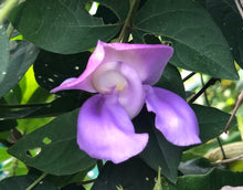 Load image into Gallery viewer, Snail Vine or Vigna phaesolus Pint Plant Southern Flower Garden Southern Flower Garden