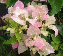 Load image into Gallery viewer, Thai Delight Bougainvillea pastel pink and white Pint Plant Southern Flower Garden Southern Flower Garden