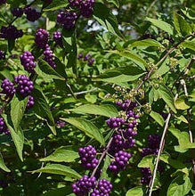 Load image into Gallery viewer, Black Beautyberry Bush or Callicarpa acuminata Quart Plant Southern Flower Garden Southern Flower Garden