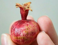 Load image into Gallery viewer, Miniature pomegranate Tree or Punica granatum pint plant Southern Flower Garden Southern Flower Garden