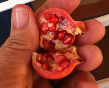 Load image into Gallery viewer, Miniature pomegranate Tree or Punica granatum pint plant Southern Flower Garden Southern Flower Garden