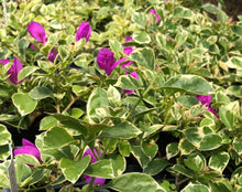 Load image into Gallery viewer, Blueberry Ice Bougainvillea Pint Plant Southern Flower Garden Southern Flower Garden