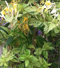 Load image into Gallery viewer, plants Mint Crisp variegated Honeysuckle or Lonicera japonica pint plant Southern Flower Garden Southern Flower Garden