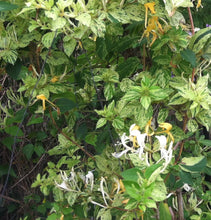 Load image into Gallery viewer, plants Mint Crisp variegated Honeysuckle or Lonicera japonica pint plant Southern Flower Garden Southern Flower Garden