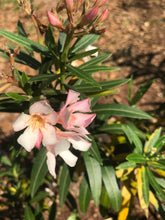 Load image into Gallery viewer, Nerium Oleander Dwarf Salmon Shrub Pint Plant Southern Flower Garden Southern Flower Garden