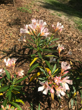 Load image into Gallery viewer, Nerium Oleander Dwarf Salmon Shrub Pint Plant Southern Flower Garden Southern Flower Garden