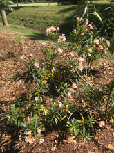 Load image into Gallery viewer, Nerium Oleander Dwarf Salmon Shrub Pint Plant Southern Flower Garden Southern Flower Garden