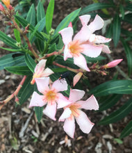 Load image into Gallery viewer, Nerium Oleander Dwarf Salmon Shrub Pint Plant Southern Flower Garden Southern Flower Garden