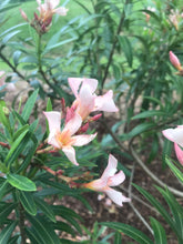 Load image into Gallery viewer, Nerium Oleander Dwarf Salmon Shrub Pint Plant Southern Flower Garden Southern Flower Garden