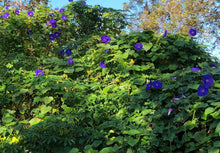 Load image into Gallery viewer, Home & Garden Morning Glory acuminata or Blue Dawn perennial Plant Southern Flower Garden Southern Flower Garden