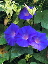 Load image into Gallery viewer, Home & Garden Morning Glory acuminata or Blue Dawn perennial Plant Southern Flower Garden Southern Flower Garden