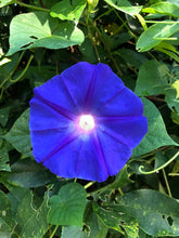 Load image into Gallery viewer, Home & Garden Morning Glory acuminata or Blue Dawn perennial Plant Southern Flower Garden Southern Flower Garden