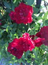 Load image into Gallery viewer, Home & Garden Rosa 'Red Cascade' climbing miniature rose Pint Plant Unbranded Southern Flower Garden