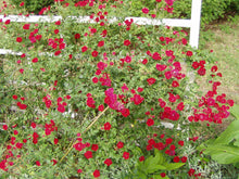 Load image into Gallery viewer, Home & Garden Rosa 'Red Cascade' climbing miniature rose Pint Plant Unbranded Southern Flower Garden