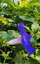 Load image into Gallery viewer, Home & Garden Morning Glory acuminata or Blue Dawn perennial Plant Southern Flower Garden Southern Flower Garden