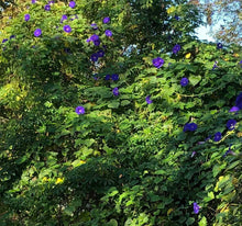 Load image into Gallery viewer, Home & Garden Morning Glory acuminata or Blue Dawn perennial Plant Southern Flower Garden Southern Flower Garden