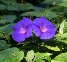 Load image into Gallery viewer, Home & Garden Morning Glory acuminata or Blue Dawn perennial Plant Southern Flower Garden Southern Flower Garden