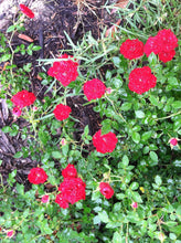Load image into Gallery viewer, Home & Garden Rosa 'Red Cascade' climbing miniature rose Pint Plant Unbranded Southern Flower Garden
