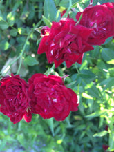 Load image into Gallery viewer, Home & Garden Rosa 'Red Cascade' climbing miniature rose Pint Plant Unbranded Southern Flower Garden