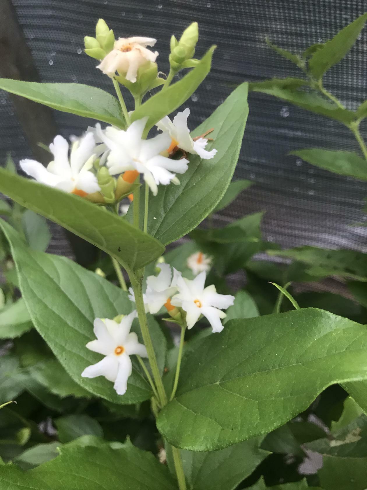 nyctanthes arbor-tristis potted plant Night Flowering Jasmine or Nyctanthes arbor tristis Pint Plant