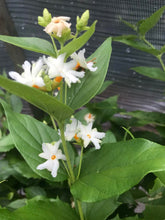 Load image into Gallery viewer, Nyctanthes arbor tristis Quart Plant freeshipping - Southern Flower Garden