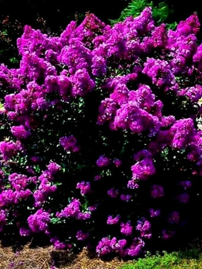  Crepe Myrtle Purple Velvet 20 seeds Southern Flower Garden  Southern Flower Garden