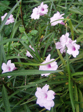 Load image into Gallery viewer, Chi Chi Mexican Petunia or Ruellia brittoniana pint plant**AVAILABLE SPRING 2023** Southern Flower Garden Southern Flower Garden