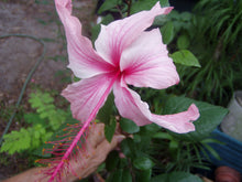 Load image into Gallery viewer, Hibiscus Weeping Albo Lacinatus Tropical Hibiscus pint plant Southern Flower Garden Southern Flower Garden