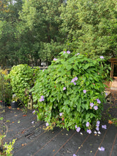 Load image into Gallery viewer, Blue Sky Vine Thunbergia grandiflora Plant Southern Flower Garden Southern Flower Garden
