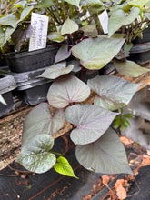 Load image into Gallery viewer, 'Black Heart' Sweet Potato Vine Ipomoea batatas Pint Plant Southern Flower Garden  Southern Flower Garden
