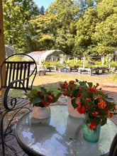 Load image into Gallery viewer, Lantana camera Dallas Red Pint Plant Southern Flower Garden  Southern Flower Garden
