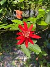 Load image into Gallery viewer, Passiflora coccinea Scarlett Red or Red Granadilla Passion Flower pint plant Southern Flower Garden  Southern Flower Garden
