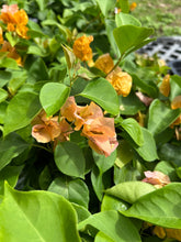 Load image into Gallery viewer, Plants Bougainvillea California Gold Pint Plant Southern Flower Garden Southern Flower Garden
