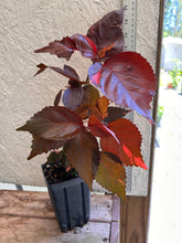 Load image into Gallery viewer, Acalypha Wilkesiana Acalypha 'Louisiana Red' Pint Plant Southern Flower Garden  Southern Flower Garden
