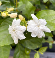 Load image into Gallery viewer, Jasmine Sambac Maid of Orleans Arabian Jasmine Pint Plant Southern Flower Garden Southern Flower Garden
