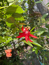 Load image into Gallery viewer, Passiflora coccinea Scarlett Red or Red Granadilla Passion Flower pint plant Southern Flower Garden  Southern Flower Garden
