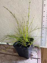 Load image into Gallery viewer, Russelia equisetiformis or Firecracker Plant pint plant Southern Flower Garden  Southern Flower Garden
