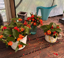 Load image into Gallery viewer, Lantana camera Dallas Red Pint Plant Southern Flower Garden  Southern Flower Garden

